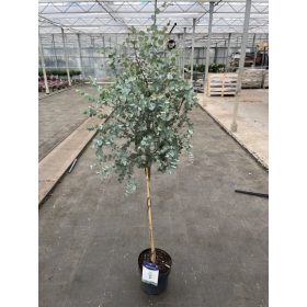 Eucalyptus gunnii – Eukaliptusz (törzses)