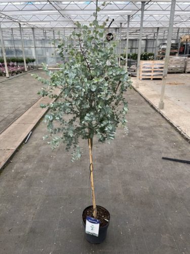 Eucalyptus gunnii – Eukaliptusz (törzses)