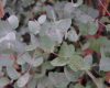 Eucalyptus gunnii – Eukaliptusz (törzses)