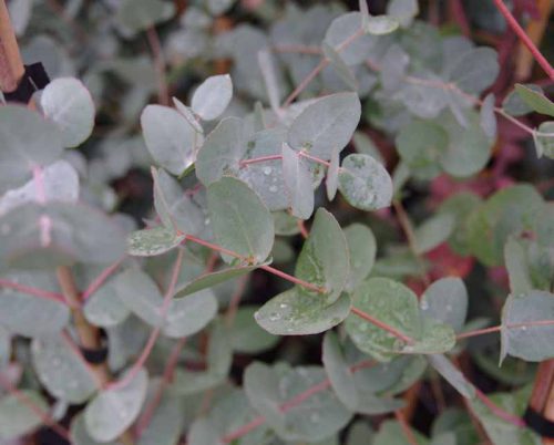 Eucalyptus gunnii – Eukaliptusz (törzses)