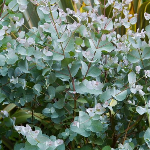 Eucalyptus gunnii 'Azura' – Eukaliptusz