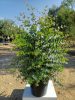 Eucalyptus gunnii 
