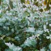 Eucalyptus gunnii 