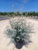 Eucalyptus gunnii 'Azura' – Eukaliptusz