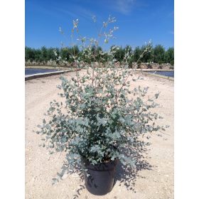 Eucalyptus gunnii 'Azura' – Eukaliptusz