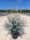 Eucalyptus gunnii 'Azura' – Eukaliptusz