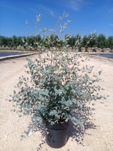 Eucalyptus gunnii 'Azura' – Eukaliptusz