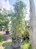 Eucalyptus Globulus – Eukaliptusz