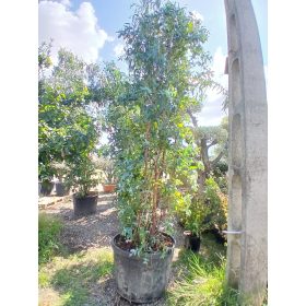 Eucalyptus Globulus – Eukaliptusz