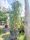 Eucalyptus Globulus – Eukaliptusz