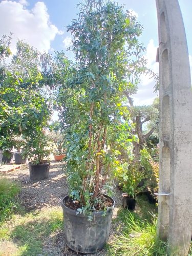 Eucalyptus Globulus – Eukaliptusz