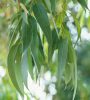 Eucalyptus Globulus – Eukaliptusz