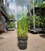 Equisetum hyemale 'Variegata' japonica - Japán zsurló