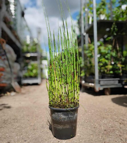 Equisetum hyemale 'Variegata' japonica - Japán zsurló