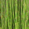 Equisetum hyemale 'Variegata' japonica - Japán zsurló