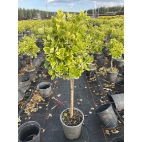   Euonymus japonicus Albomarginatus - Tarka kecskerágó (törzses)