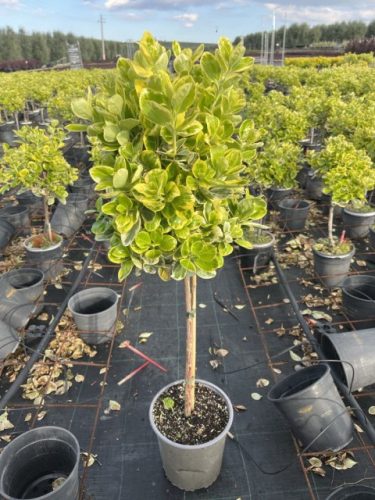 Euonymus japonicus Albomarginatus - Tarka kecskerágó (törzses)