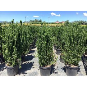   Euonymus japonicus Benkomasaki Erecta - Oszlopos japán kecskerágó