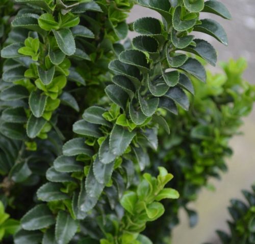 Euonymus japonicus Benkomasaki Erecta - Oszlopos japán kecskerágó