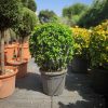 Euonymus japonicus Benkomasaki Erecta - Oszlopos japán kecskerágó