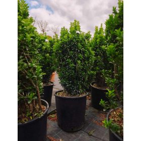   Euonymus japonicus Benkomasaki Erecta - Oszlopos japán kecskerágó