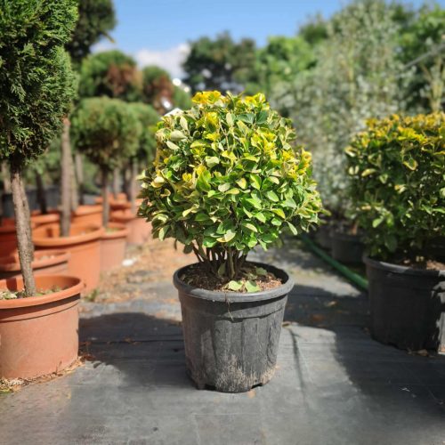 Euonymus japonicus Elegantissimus Aureus - japán kecskerágó