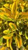 Euonymus japonicus Elegantissimus Aureus - japán kecskerágó