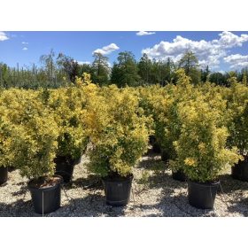   Euonymus japonicus Elegantissimus Aureus - japán kecskerágó