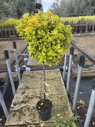 Euonymus japonicus 'Ovatus Aureus' - Japán kecskerágó (törzses)