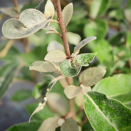 Elaeagnus ebbingei – Széleslevelű ezüstfa