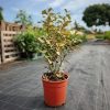 Elaeagnus ebbingei 'Viveleg' – Széleslevelű ezüstfa