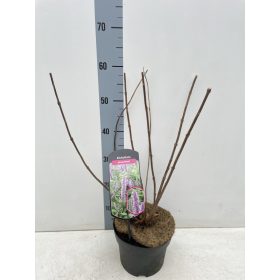 Elsholtzia stauntonii - Kései Szálkamenta