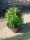 Euphorbia Martinii 'Ascot Petite' -  Kutyatej