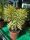 Euphorbia Martinii 'Ascot Rainbow' -  Kutyatej