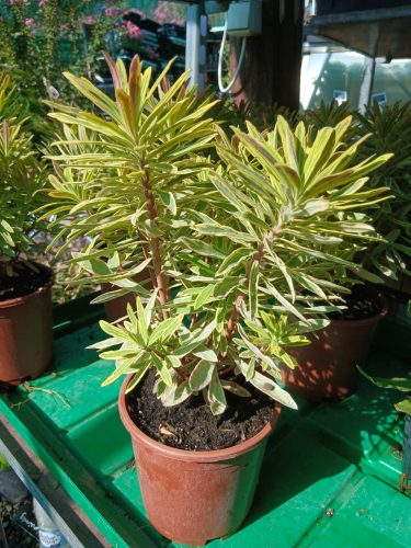 Euphorbia Martinii 'Ascot Rainbow' -  Kutyatej