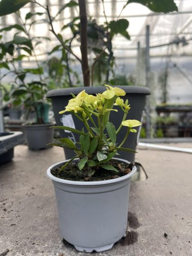 Euphorbia milii - Pompás kutyatej - Sárga