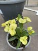 Euphorbia milii - Pompás kutyatej - Sárga