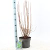Enkianthus campanulatus - csengőbojt