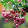 Enkianthus campanulatus - csengőbojt