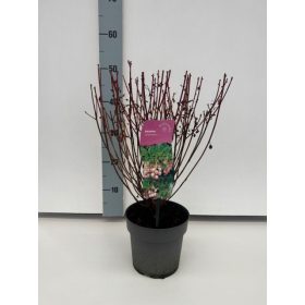 Enkianthus campanulatus - csengőbojt