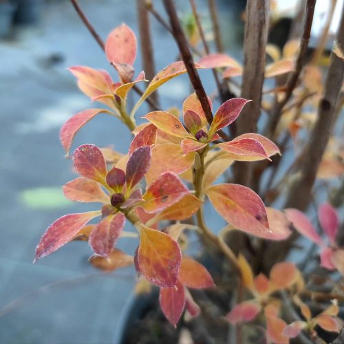 Enkianthus campanulatus - csengőbojt