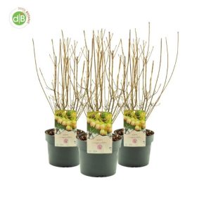 Enkianthus campanulatus - csengőbojt