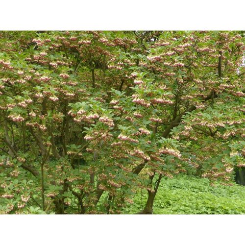 Enkianthus campanulatus - csengőbojt