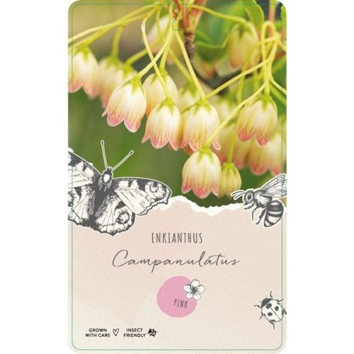 Enkianthus campanulatus - csengőbojt