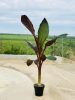 Ensete Ventricosum 'Maurelli' - Vörös Abesszin Banán
