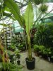 Musa / Ensete Ventricosum 'Maurelli' - Vörös Abesszin Banán