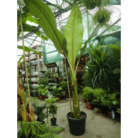   Musa / Ensete Ventricosum 'Maurelli' - Vörös Abesszin Banán