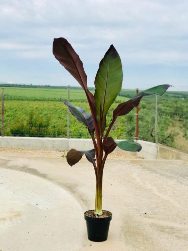 Ensete Ventricosum 'Maurelli' - Vörös Abesszin Banán