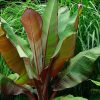 Ensete Ventricosum 'Maurelli' - Vörös Abesszin Banán
