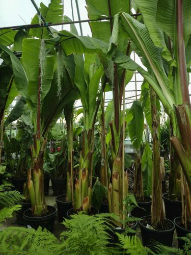 Musa / Ensete Ventricosum 'Maurelli' - Vörös Abesszin Banán